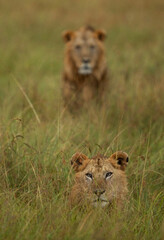 Selective focus on the front lion at Masai Mara, Kenya