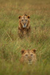 Selective focus on the back lion at Masai Mara, Kenya