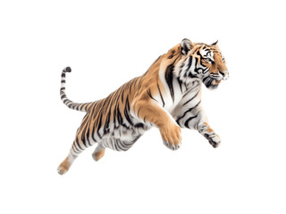 Obraz premium A tiger leaping in a dynamic side profile