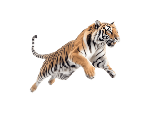 A tiger leaping in a dynamic side profile