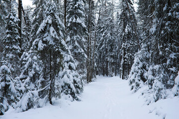 Winter snowy frosty landscape. The forest is covered with snow. Frost and fog in the park.