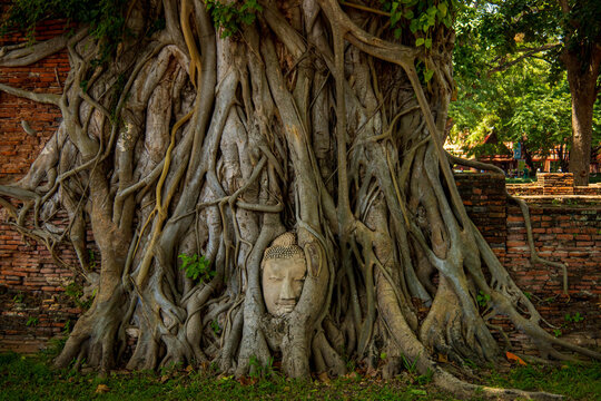 The head of a sandstone Buddha statue nestled in the tree roots in Thailand's Ayuddhaya Historic City. Ayutthaya World Heritage. - Powered by Adobe