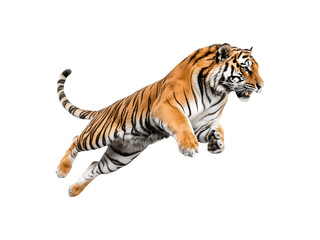 Obraz premium A tiger leaping in a dynamic side profile