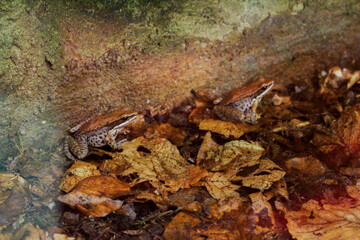 closeup of two brown frogs sitting on brown leaves in a camouflaged way 