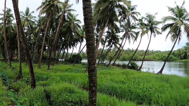 Beautiful coconut plantation on Kasaragod, Kerala. Tall palm trees swaying under the cloudy sky, with a small path meandering through the lush greenery.