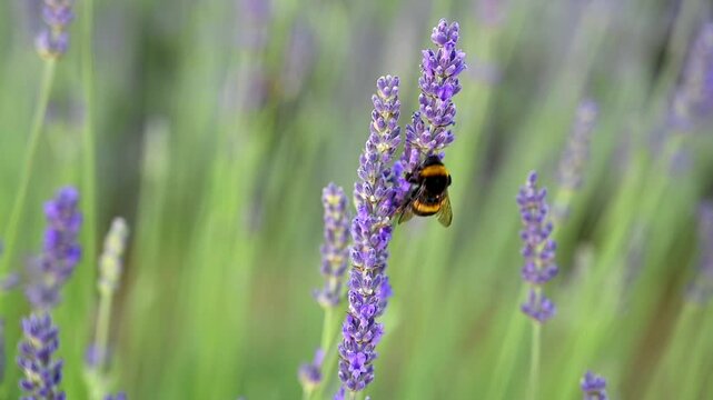 A bumblebee pollinating a lavender plant. A lavender field on a summer's day.