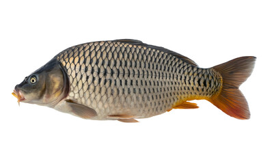 carp fish on white background top view