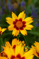 Großblumiges Mädchenauge