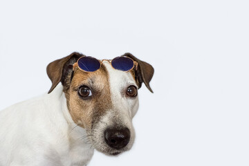Dog. Jack Russell terrier with glasses. Copy space.
