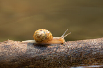 Snail crawling on a branch in nature, wildlife gastropod mollusk