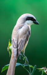 Gray Shrike Bird Perched on Branch with Green Background - Wildlife Photography Portrait