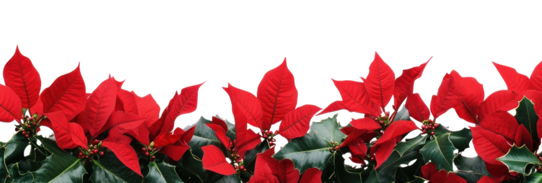 PNG A christmas red flower bottom border flowers background leaves.