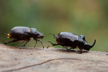 Two rhinoceros beetles crawling on a branch