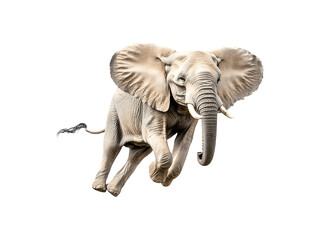 Fototapeta premium Elephant jumping in a side profile view 