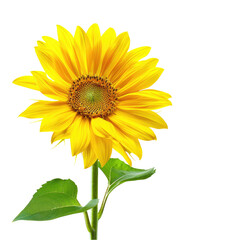 Fototapeta premium Vibrant yellow sunflower with green stem and leaves against black background