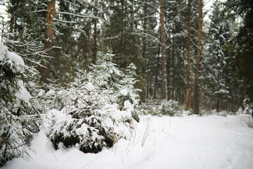 Winter snowy frosty landscape. The forest is covered with snow. Frost and fog in the park.