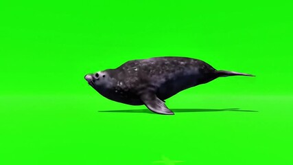 Northern elephant seal swimming on green screen stock footage royalty free video premium quality