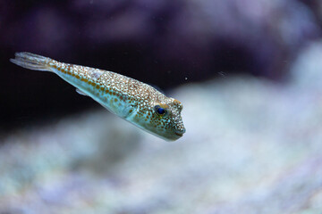 White-spotted pufferfish swimming in aquarium