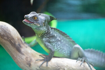 Plumed basilisk lizard resting on a branch, showing its impressive crest