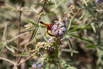 Red and yellow wasp pollinating purple flower on a sunny day