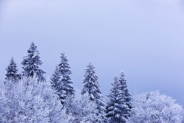The forest is covered with snow. Frost and snowfall in the park. Winter snowy frosty landscape.