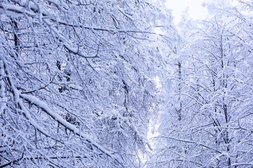 The forest is covered with snow. Frost and snowfall in the park. Winter snowy frosty landscape.