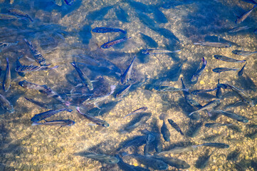 Young Fish Feeding at Sunrise in Honolulu Lagoon on Oahu.