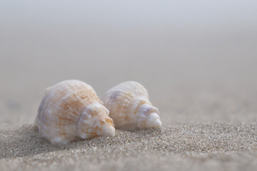 Two seashells half buried in sand with foggy background