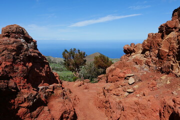 Erika als Baum auf Teneriffa