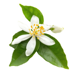 Delicate orange blossom with green leaves and bud, floral beauty