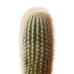 A beautiful saguaro cactus featuring a soft, fuzzy crown and distinct vertical ribs, standing tall against a white background, showcasing its unique texture and natural charm.