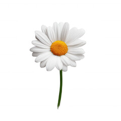 A beautiful white daisy flower with vibrant yellow center, showcasing its intricate petals and slender green stem against a clean white background.