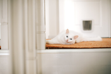 White cat lies in the house on an orange carpet. Fragment of the interior of the house, white stairs.