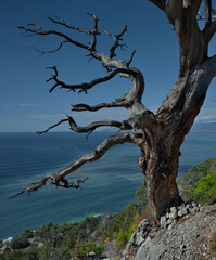 Russia, Republic of Crimea. A dried-up huge juniper tree on the steep rocky shore of the Black Sea near the town of Sudak.