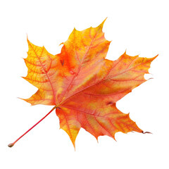 Obraz premium Vivid orange & yellow maple leaf against black background. Detailed texture, veins visible