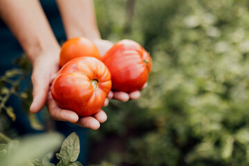 Farmer holding fresh organic tomatoes in his hand, showcasing healthy natural produce from...
