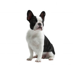 Fototapeta premium A cute French Bulldog puppy sitting gracefully with a distinct black and white coat, displaying its playful and affectionate personality, ideal for pet-themed projects.
