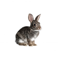 Fototapeta premium A cute rabbit sitting gracefully on a white isolated background, showcasing its soft fur and expressive ears, making it perfect for various design projects.
