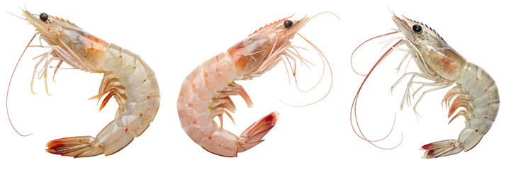Set of A real color shrimp images on a white background