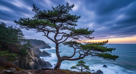 Fototapeta premium Scenic Pine Tree on Rocky Cliff Overlooking Ocean at Sunset