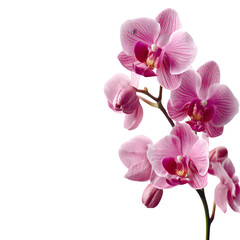Fototapeta premium A beautiful cluster of delicate pink orchid flowers with intricate details on their petals, isolated on a clean transparent background, showcasing their natural elegance and vibrant color