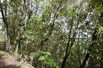 Lorbeerwald im Tenogebirge auf Teneriffa bei der Pista Monte del Agua