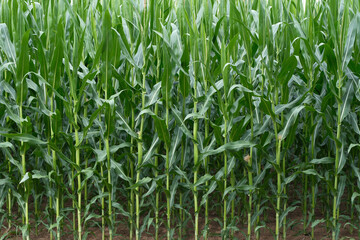 A field of corn is shown in full bloom