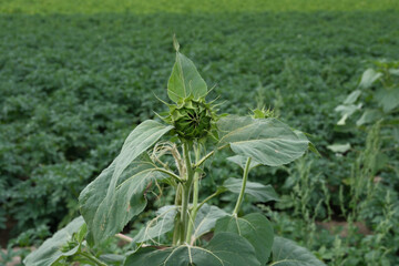 a closed green sunflower (Helianthus annuus) in the field