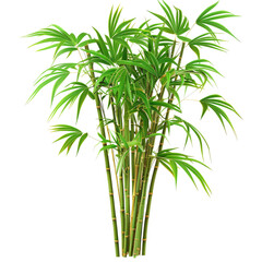 Fototapeta premium and keywords based on the image, keeping in mind the constraints you provided.. Bamboo Plant Growing Lushly, Verdant Foliage in Exotic Location