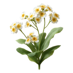 Obraz premium A vibrant cluster of delicate white flowers with yellow centers, surrounded by lush green leaves. A perfect addition for nature-themed designs on a white isolated background.