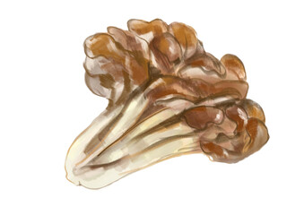 採れたてで美味しそうなきのこ、舞茸の手描き水彩イラスト(透過PNG)