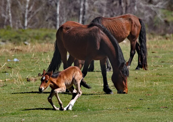 Obraz premium Russia. South of Western Siberia, the Altai Mountains. A mare with a resting foal on free pastures in the mountain valleys of the Ursul River.