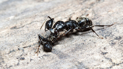 ant on the ground