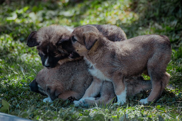 Three playful Caucasian Shepherd puppies are resting on green grass. They have fluffy coats and are light brown with white markings.